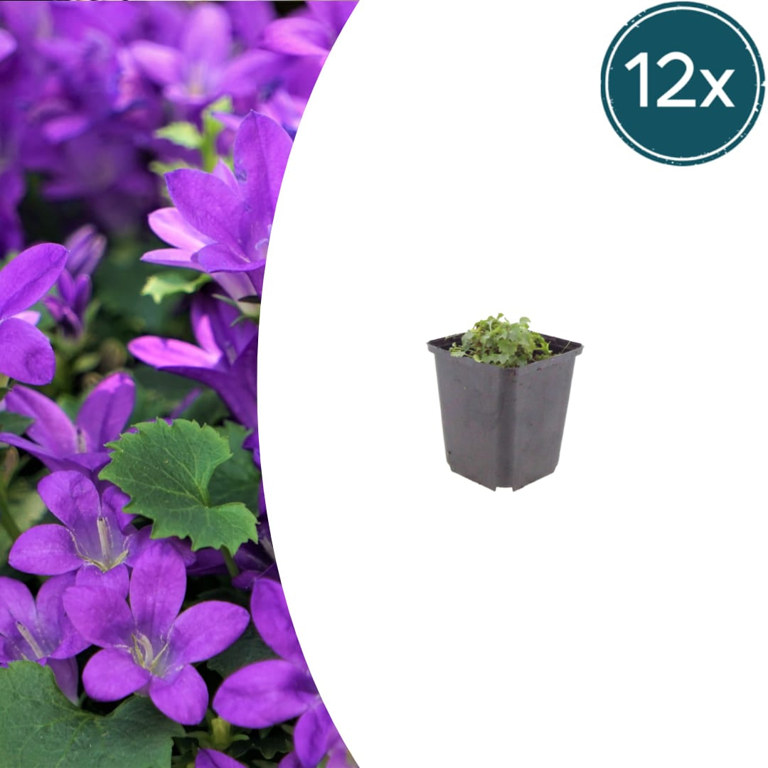 Campanula portenschlagiana – Dalmatiner – Glockenblume – 10-25cm – Ø9cm – Winterharte Bodendecker Staude – Topfpflanzen