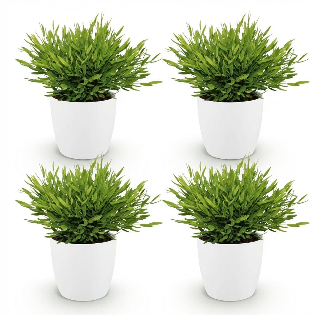 Bambus Pogonatherum Monica Zimmerpflanze mit weißem Topf Ø12cm Höhe 20cm Haustierfreundliche Grünpflanze pflegeleicht für Wohnzimmer Büro Schlafzimmer