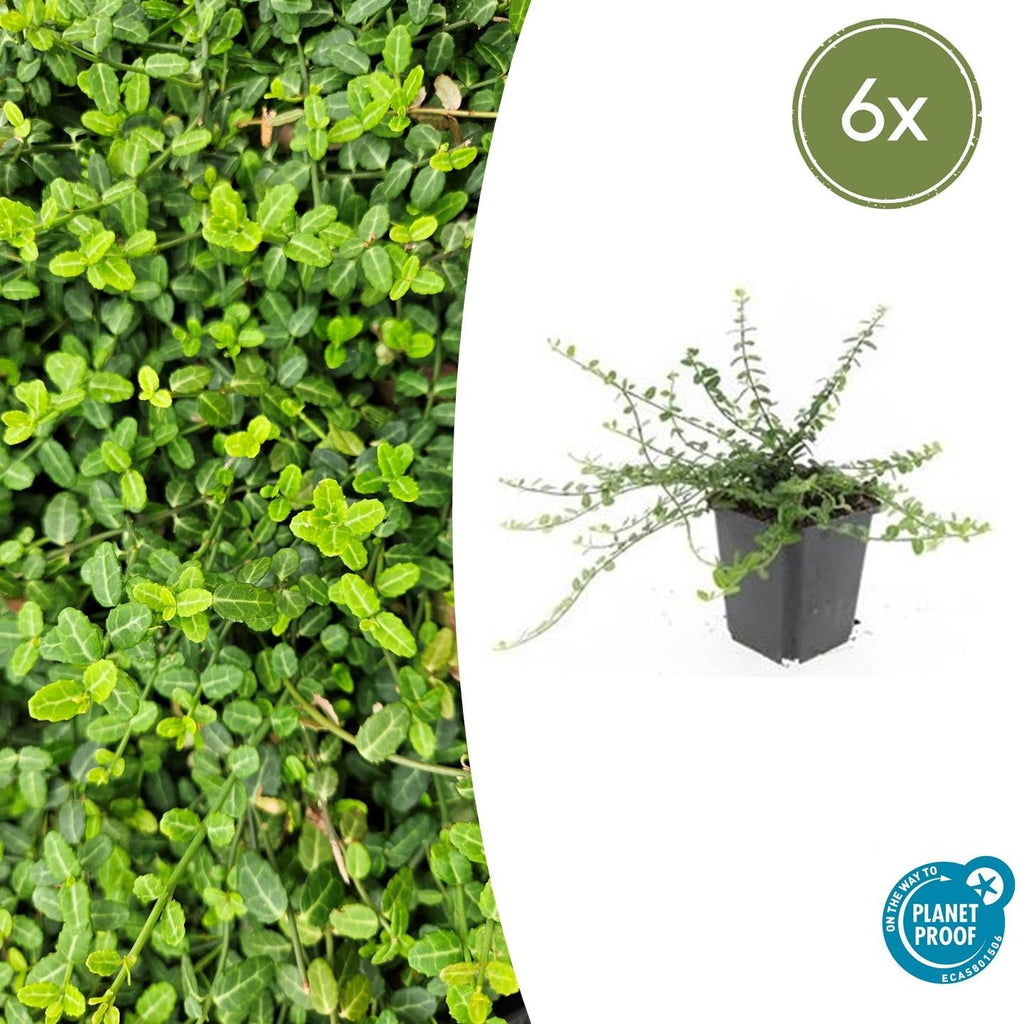 Kleinblättrige Teppichspindel – Euonymus fortunei 'Minimus' – ↕10-25cm – Ø9cm – Winterhart & Pflegeleicht – Herbstfärbung – Plant
