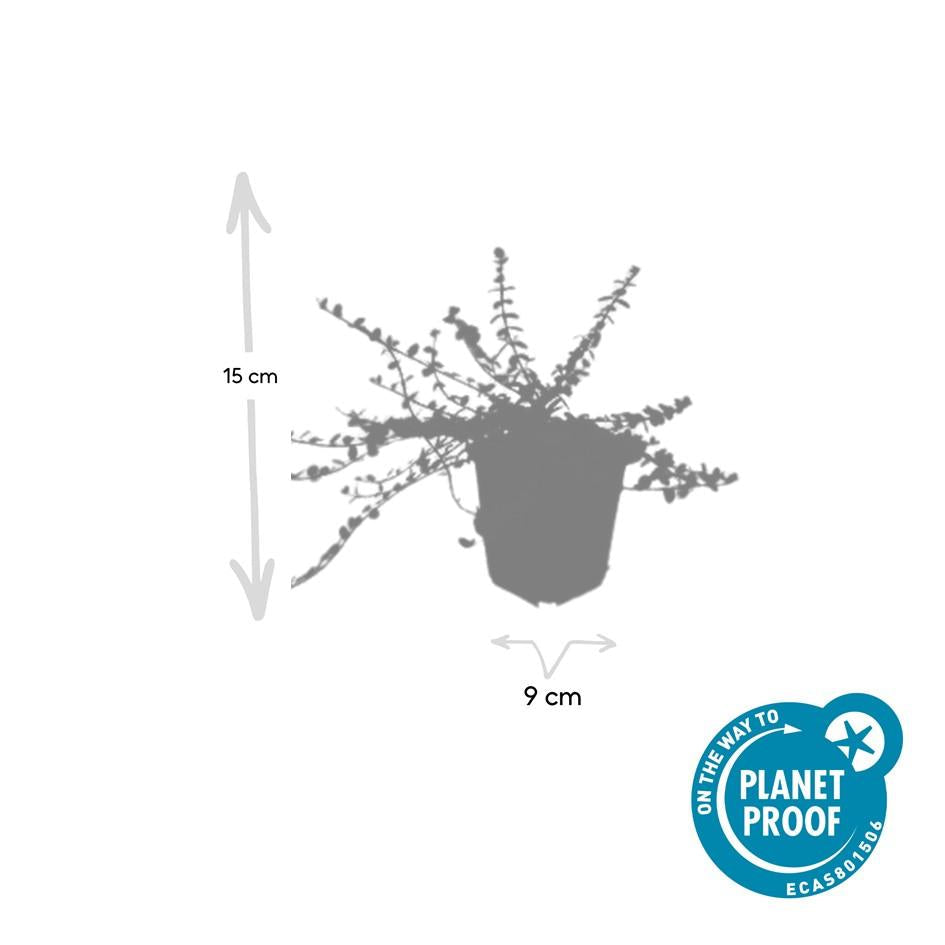 Kleinblättrige Teppichspindel – Euonymus fortunei 'Minimus' – ↕10-25cm – Ø9cm – Winterhart & Pflegeleicht – Herbstfärbung – Plant