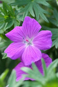 Blut – Storchschnabel Geranium 'Tiny Monster' – ↕10-25cm – Ø9cm – Kompakte, sommerblühende Staude für Beet, Kübel & Bodendecker – Plant