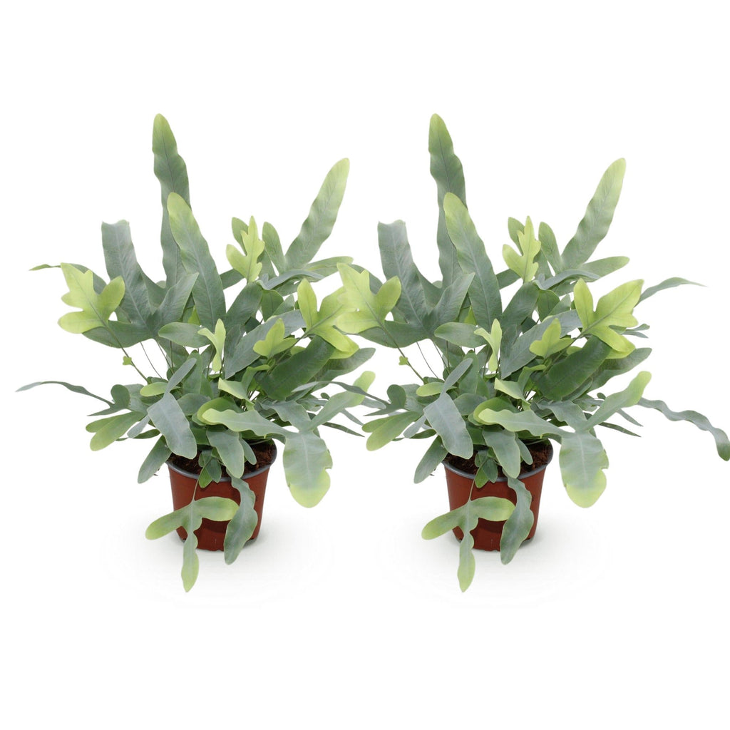 Phlebodium aureum Blue Star Farn – Ø12cm Höhe 25-30cm – Blauer Farn mit gewellten Blättern – Haustierfreundliche Zimmerpflanze