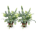 Phlebodium aureum Blue Star Farn – Ø12cm Höhe 25-30cm – Blauer Farn mit gewellten Blättern – Haustierfreundliche Zimmerpflanze
