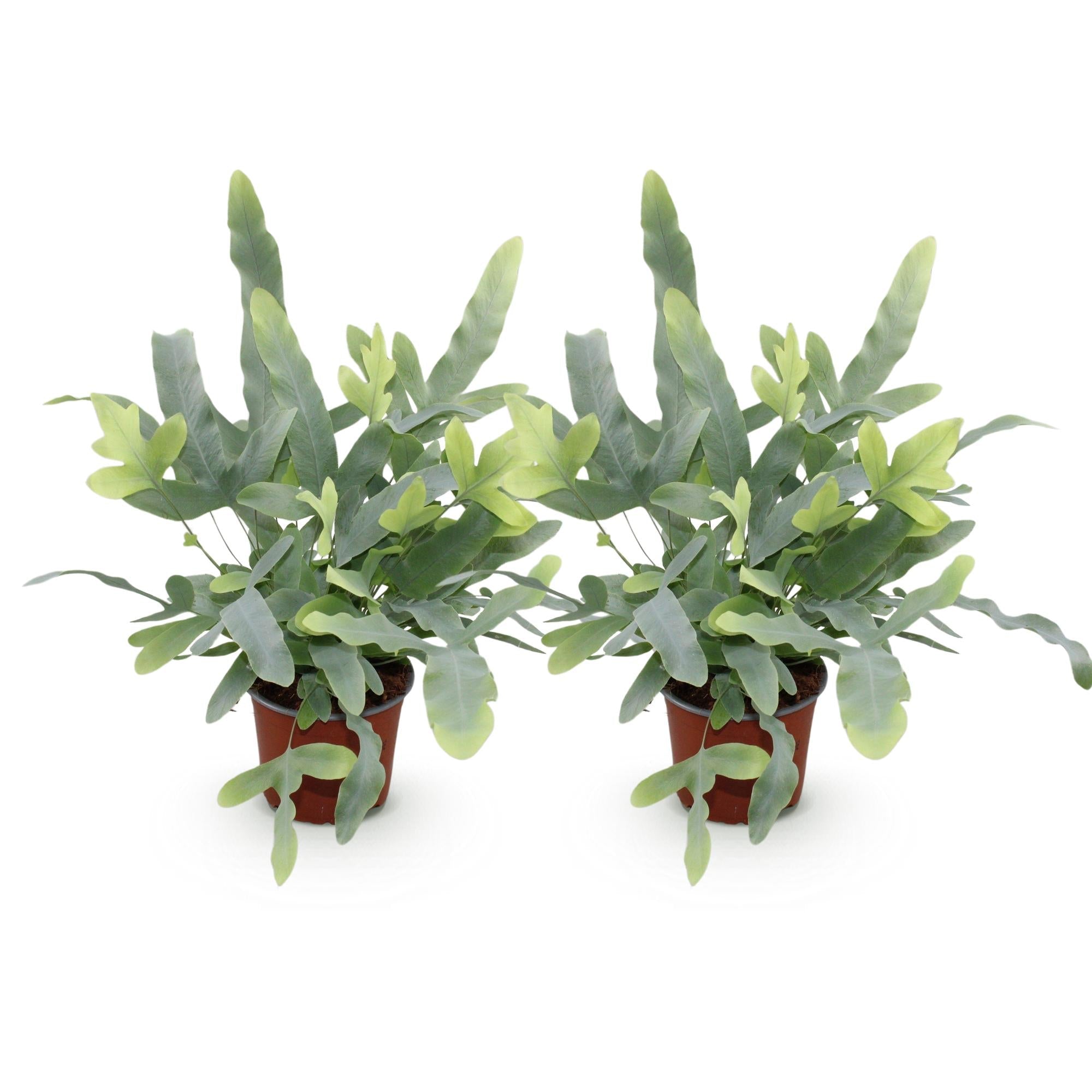 Phlebodium aureum Blue Star Farn – Ø12cm Höhe 25-30cm – Blauer Farn mit gewellten Blättern – Haustierfreundliche Zimmerpflanze