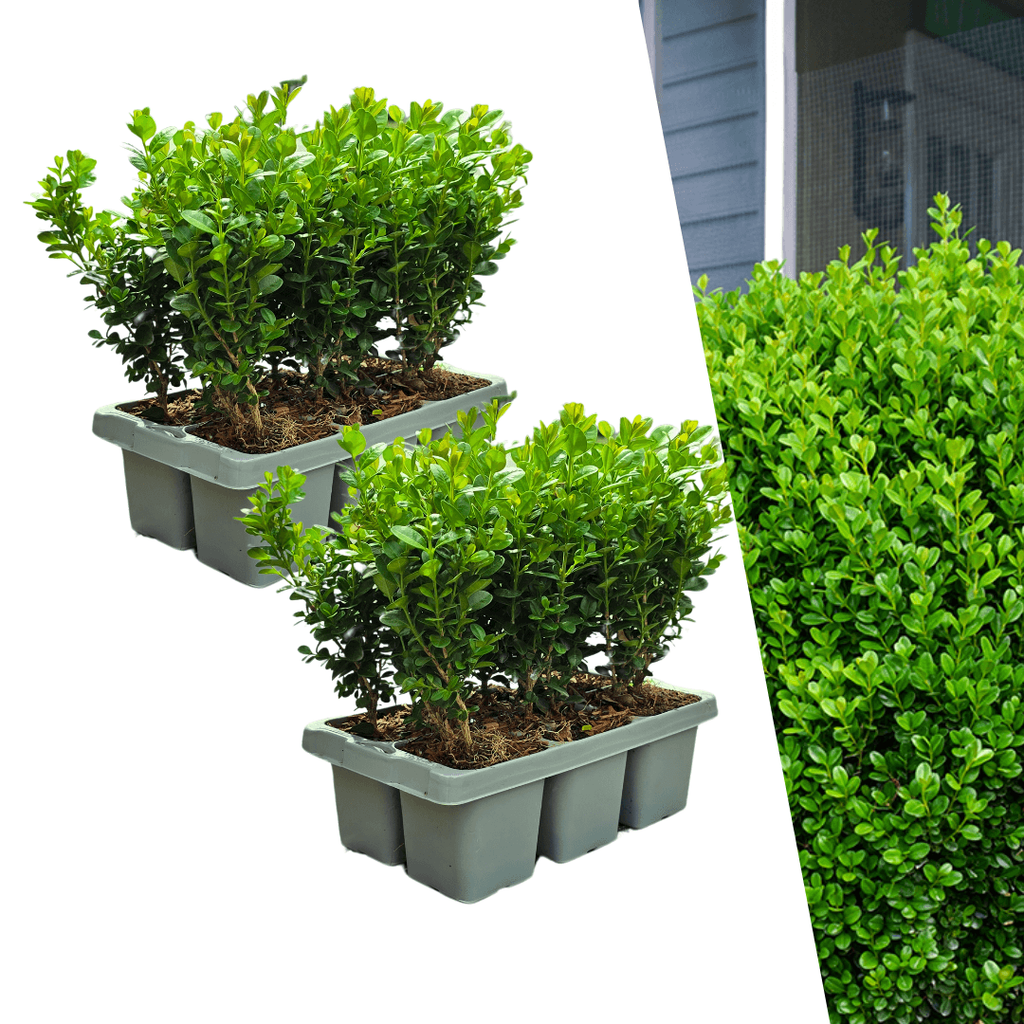 Buchsbaum – Buxus NewGen Freedom – Ø7cm – ca. 15cm hoch – winterhart & pilzresistent – ideal für Hecken & Formschnitt – Plant