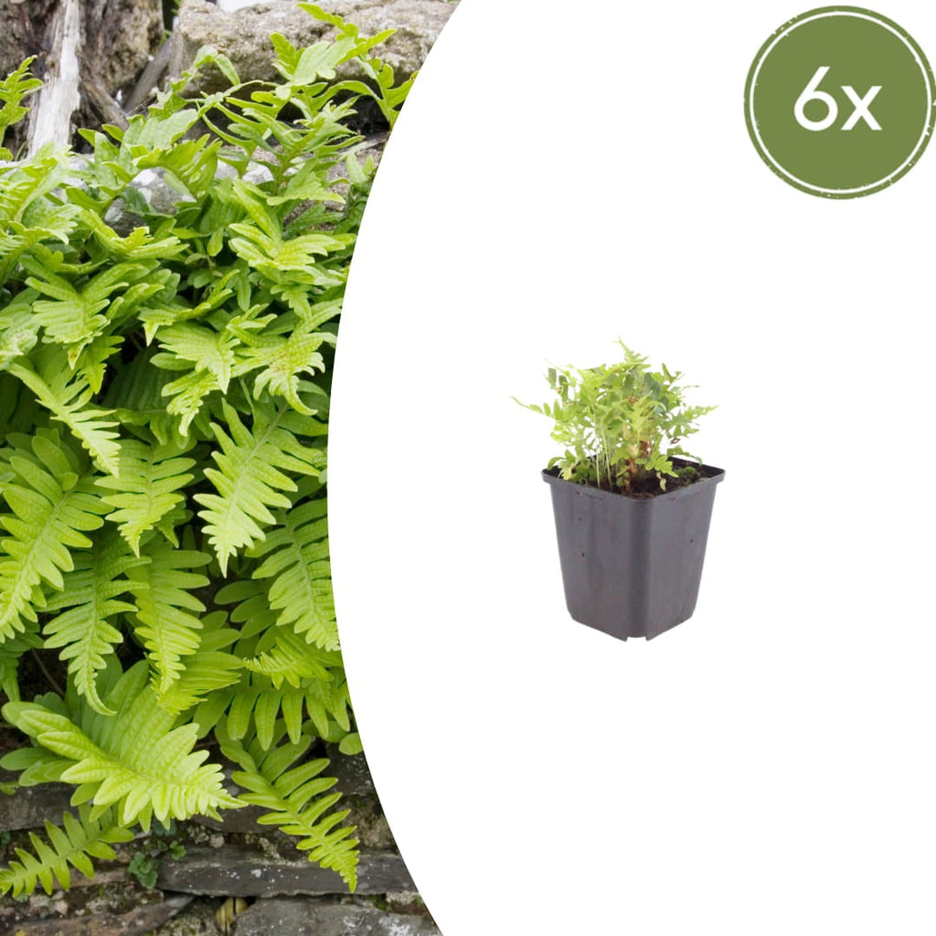 Polypodium vulgare Farn – Ø9cm – Höhe 10-25cm – Immergrüner Gartenfarn für Schattenbeet, Unterpflanzung & Naturgarten