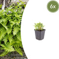 Polypodium vulgare Farn – Ø9cm – Höhe 10-25cm – Immergrüner Gartenfarn für Schattenbeet, Unterpflanzung & Naturgarten