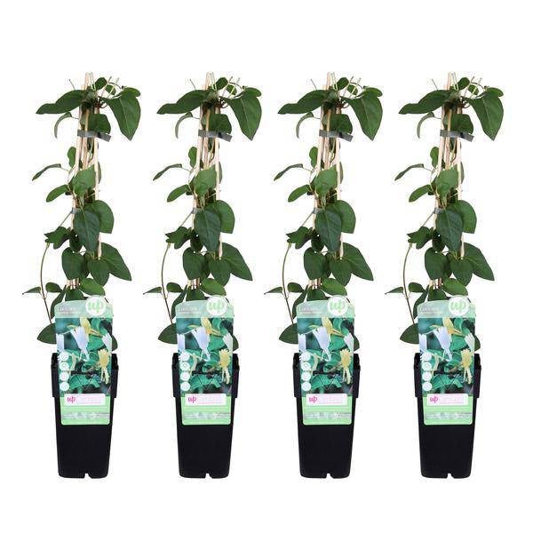 Gelbbunte Geißschlinge – Lonicera japonica ‘Halliana’ – Ø15cm x ↕65cm – Stark duftende Kletterpflanze mit gelb – weißen Blüten – Plant