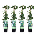 Gelbbunte Geißschlinge – Lonicera japonica ‘Halliana’ – Ø15cm x ↕65cm – Stark duftende Kletterpflanze mit gelb – weißen Blüten – Plant