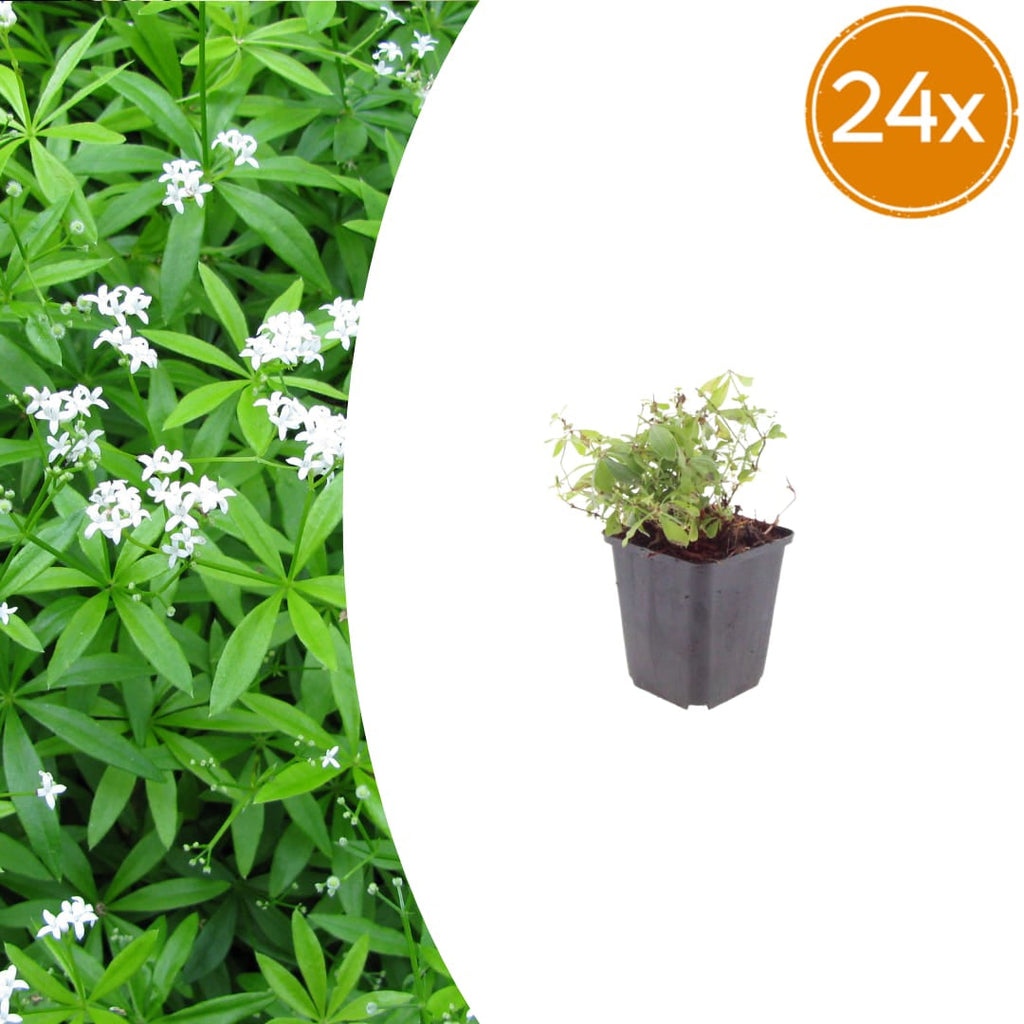 Galium odoratum Waldmeister – Ø9cm – Höhe 10-25cm – Duftender Bodendecker – Weiße Blüten – Pflegeleicht für Schattenbeet & Naturgarten