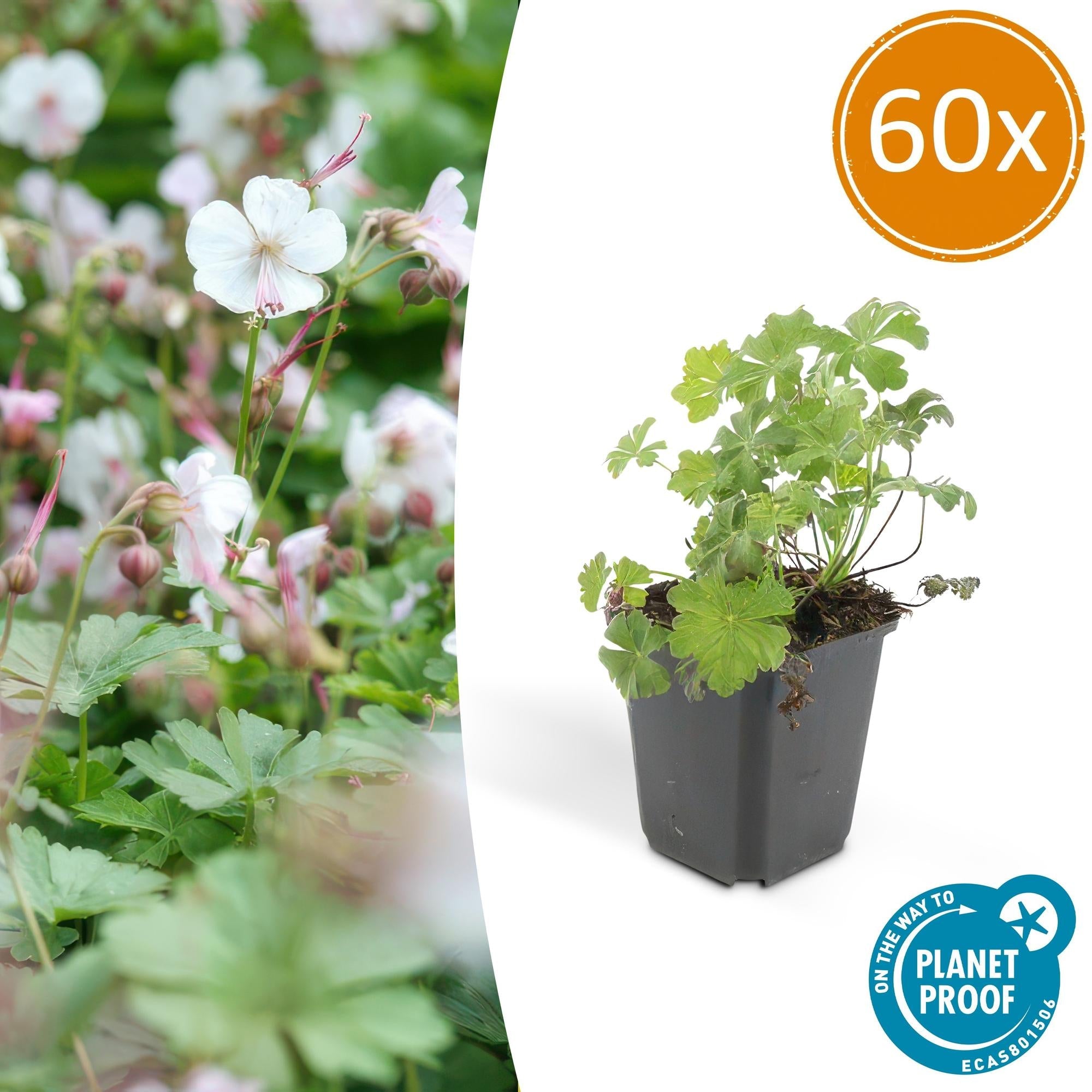 Cambridge Storchschnabel – Geranium cantabrigiense 'Biokovo' – ↕10-25cm – Ø9cm – Pflegeleicht – Plant
