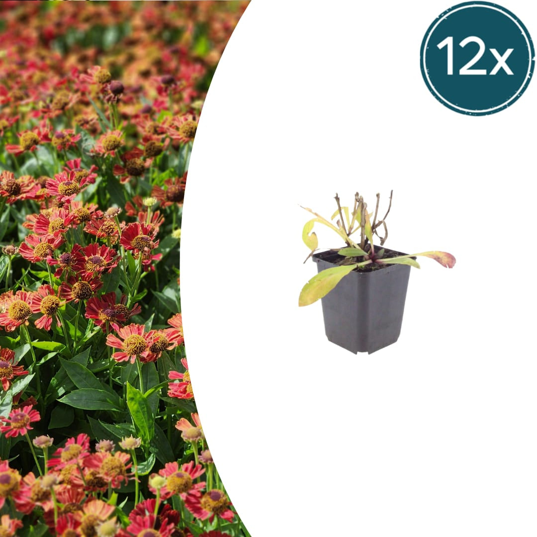 Helenium Moerheim Beauty – Ø9cm – Höhe 10-25cm – Sonnenbraut – Gelb Orange Blüten – Sommerstaude für Beet & Präriegarten