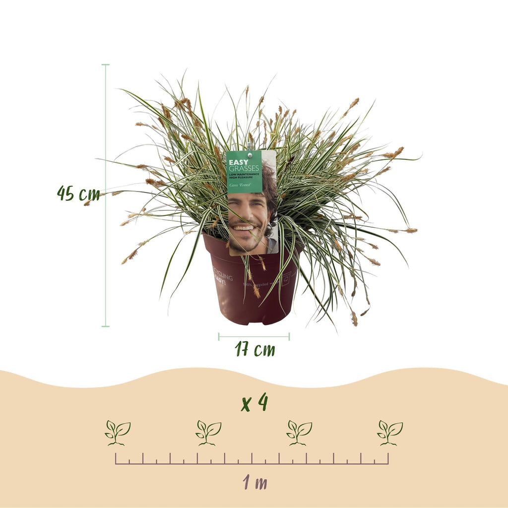 Grünweiße Segge Carex oshimensis Everest – Ø17cm – Immergrün, winterhart & pflegeleicht – Weiß – grüne Blätter – Höhe ca. 50cm – Plant