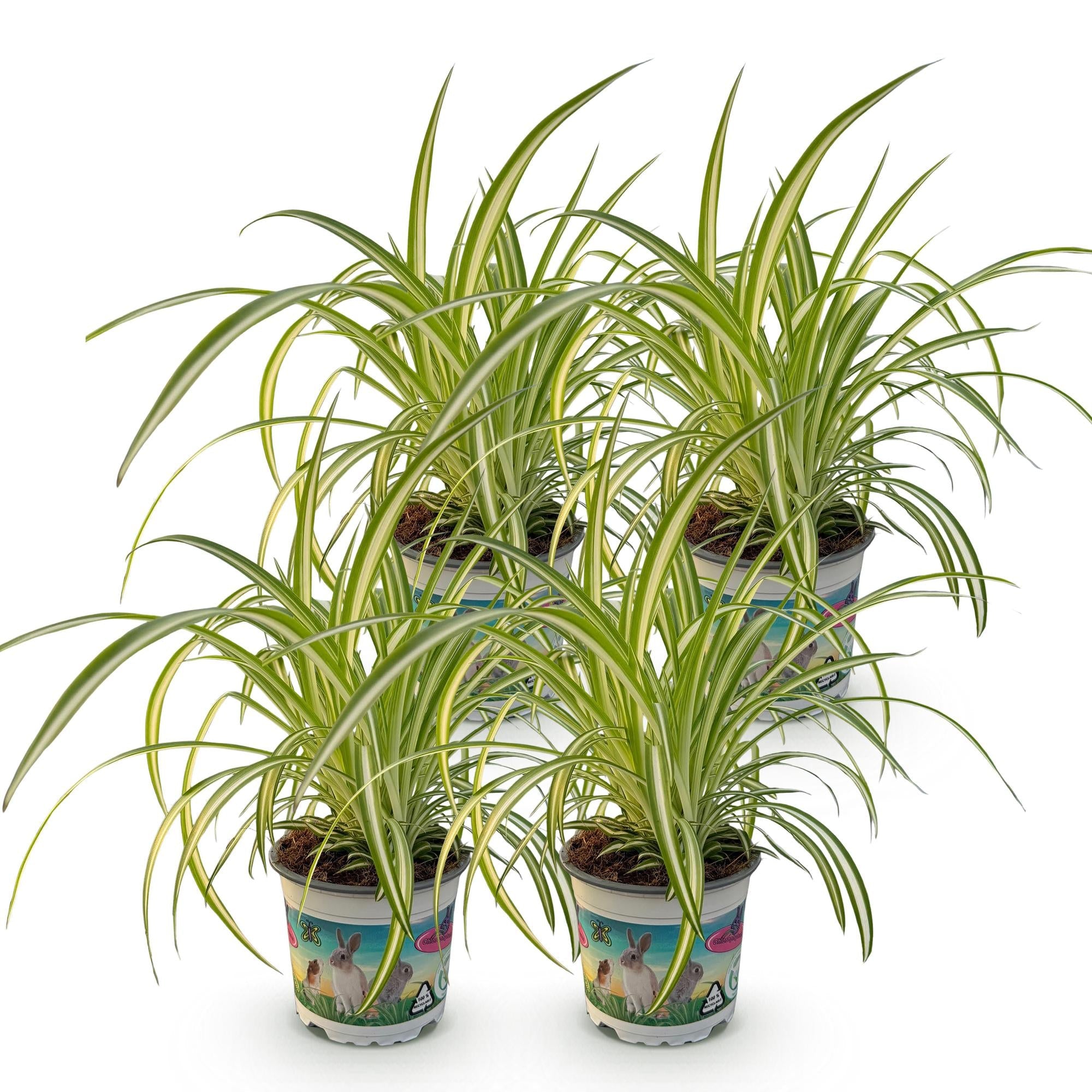 Chlorophytum comosum Variegatum – Ø12cm Höhe 25-30cm – Grünlilie mit cremefarbenen Blatträndern – Haustierfreundliche Zimmerpflanze