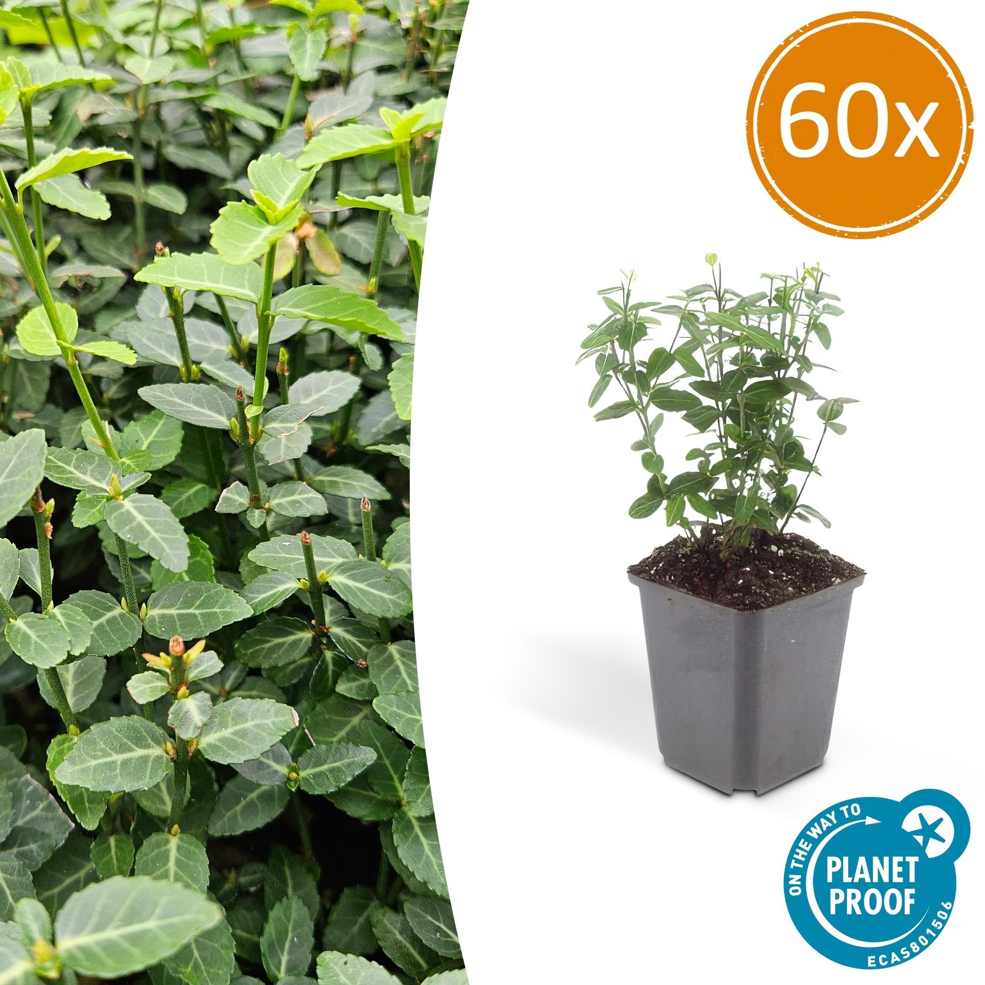 Immergrüne Kriechspindel – Euonymus fortunei radicans – ↕10-25cm – Ø9cm – Pflegeleicht & Winterhart – Garten, Beete & Zäune – Plant