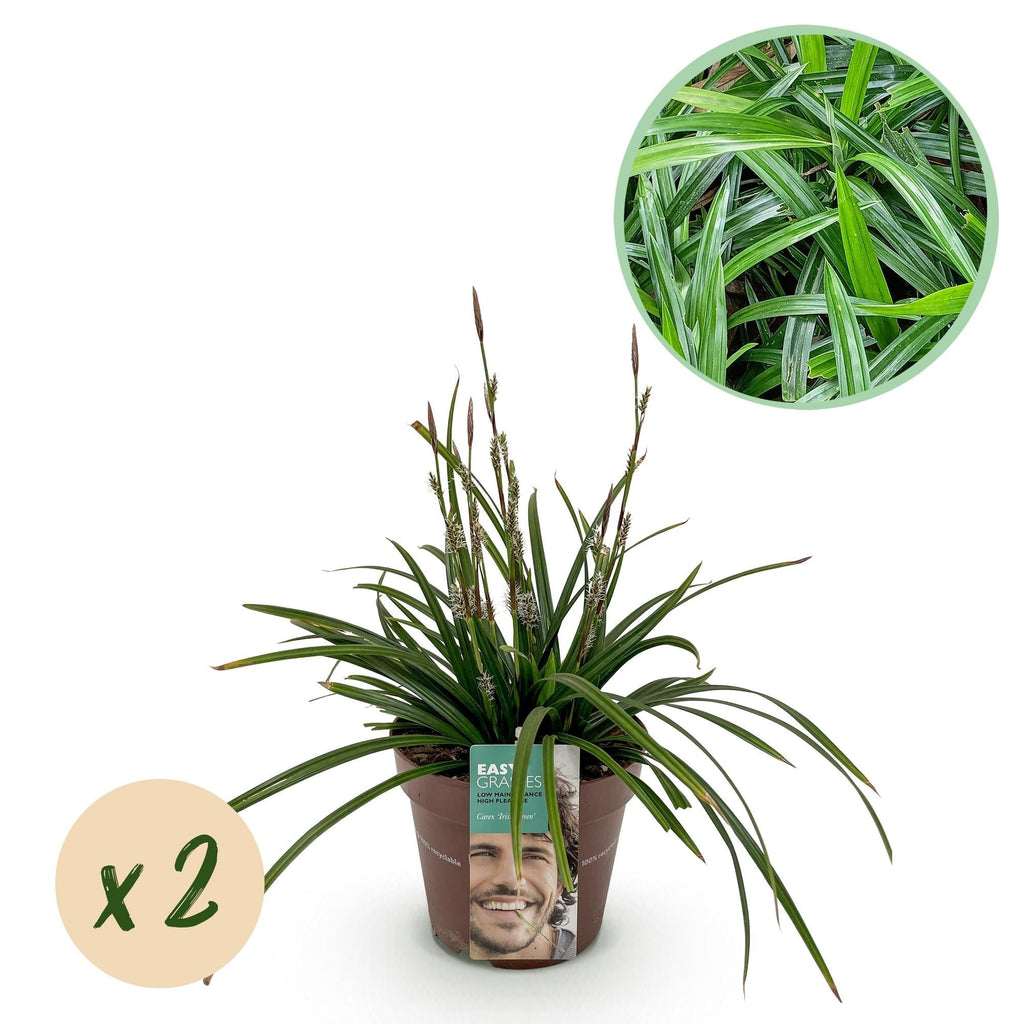 Carex morrowii Irish Green – 17cm – ca. 50cm hoch – Immergrüne Grünblättrige Segge – Pflegeleichtes Ziergras für Garten, Terrasse & Balkon – Plant