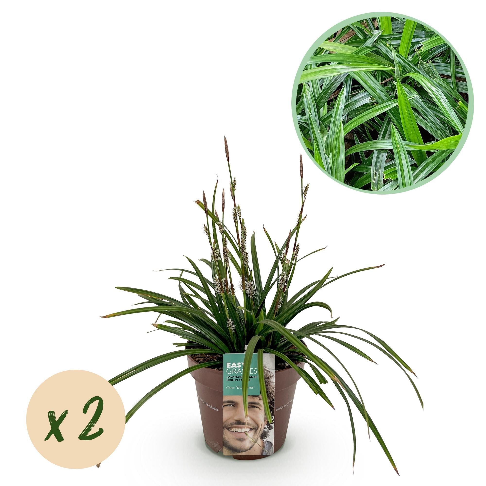 Carex morrowii Irish Green – 17cm – ca. 50cm hoch – Immergrüne Grünblättrige Segge – Pflegeleichtes Ziergras für Garten, Terrasse & Balkon – Plant