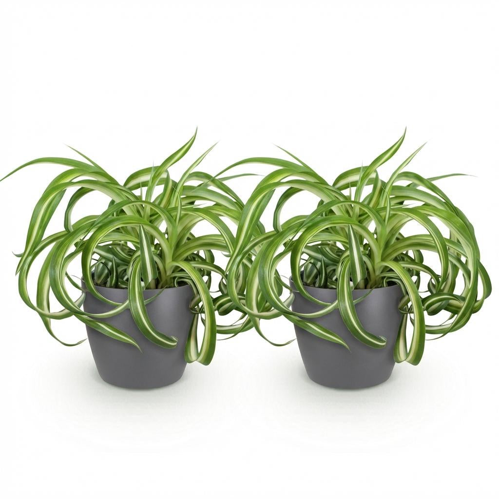 Chlorophytum Comosum Bonnie Lockige Graslilie – Zimmerpflanzen im grauen Topf Ø12cm Höhe20cm – Haustierfreundliche Grünpflanze