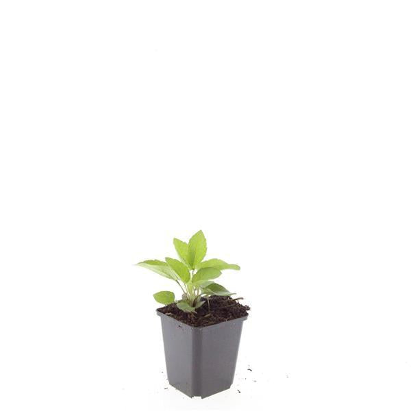 Leuchtender Sonnenhut Rudbeckia fulgida 'Goldsturm' – ↕10-25cm – Ø9cm – Gelbe Blüten – Bienenfreundlich – Pflegeleichte Staude – Plant