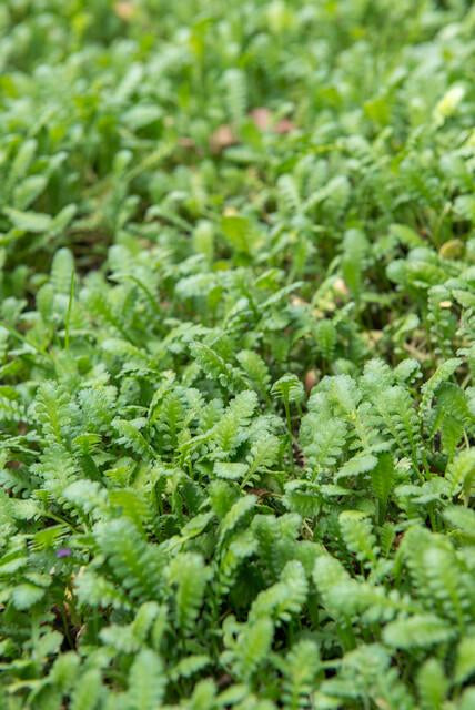Fiederpolster Leptinella squalida – ↕10-25cm – Ø9cm –, Farnartige Blätter, Schattentauglich, Pflegeleicht – Plant