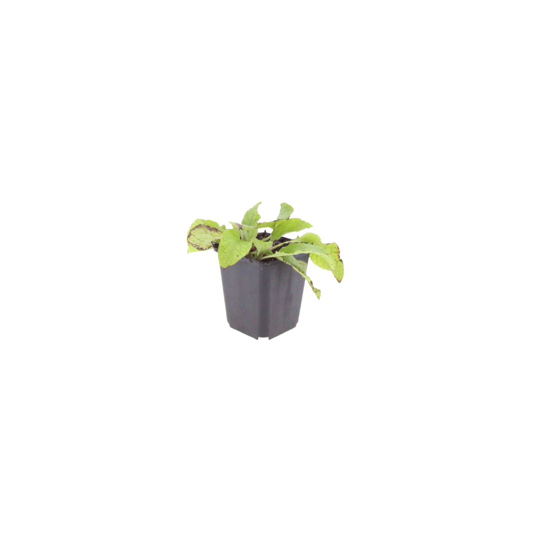 Symphytum grandiflorum Wisley Blue – Ø9cm – Höhe 10-25cm – Blauer Beinwell – Bodendecker für Schattenbeet – Winterharte Staude