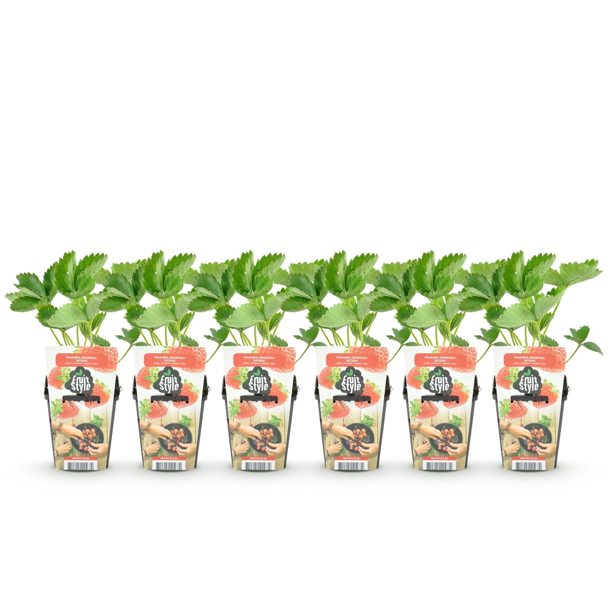 Erdbeere Fragaria Elvira winterhart Höhe 30cm Ø9cm – Rote Erdbeere für Beet Balkon & Topf – Pflegeleichte Obstpflanze mit hohem Ertrag