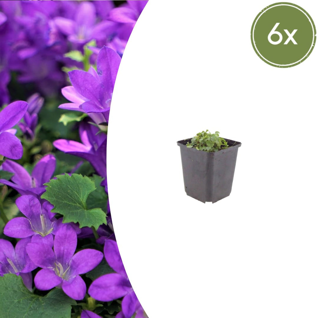 Campanula portenschlagiana – Dalmatiner – Glockenblume – 10-25cm – Ø9cm – Winterharte Bodendecker Staude – Topfpflanzen