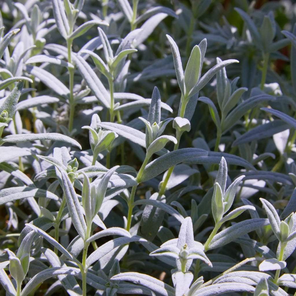 Filziges Hornkraut Cerastium tomentosum – 10-25cm – Ø9cm – Winterharte Bodendecker Staude mit weißen Blüten