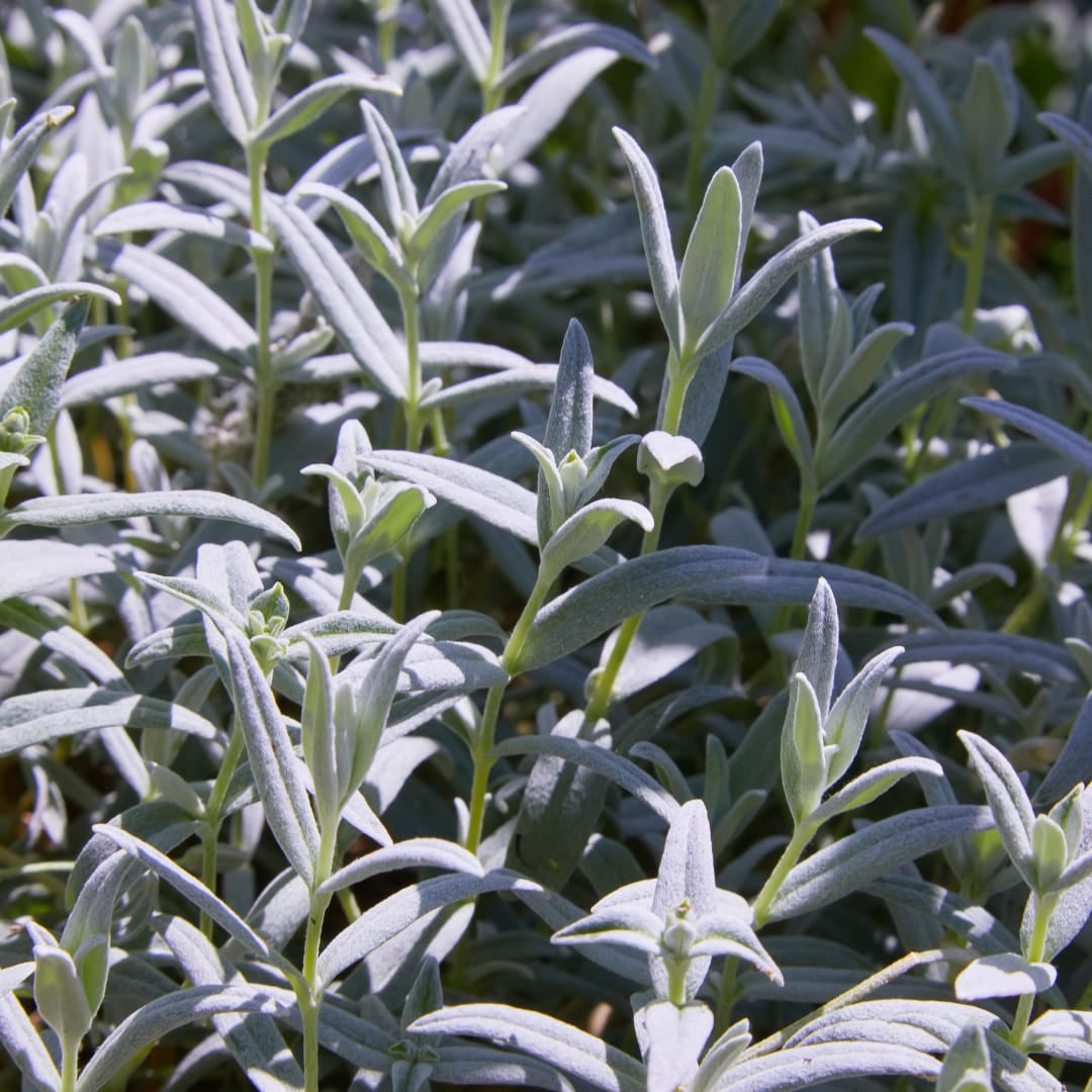 Filziges Hornkraut Cerastium tomentosum – 10-25cm – Ø9cm – Winterharte Bodendecker Staude mit weißen Blüten
