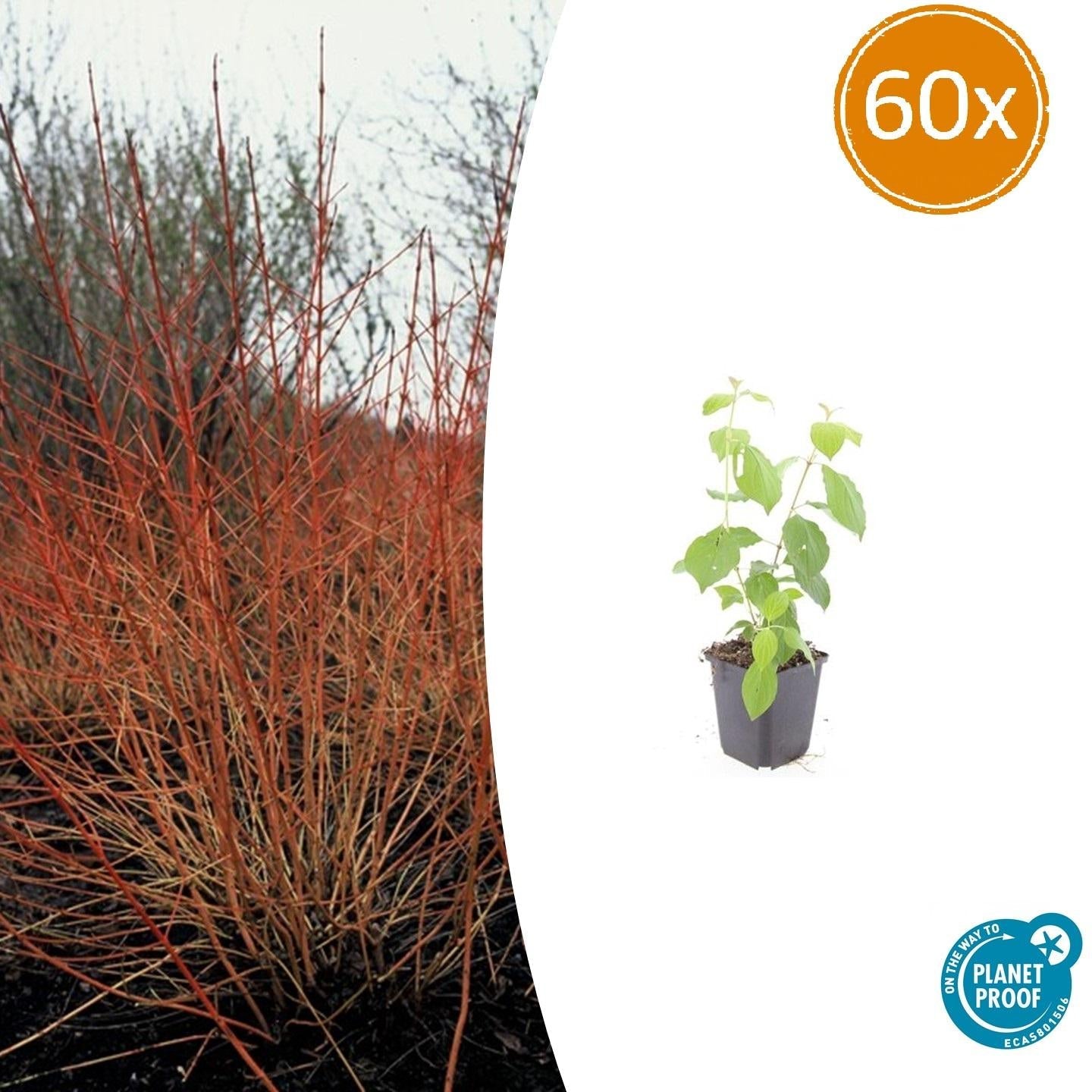 Roter Hartriegel – Cornus sanguinea 'Midwinter Fire' – ↑10-25cm – Ø9cm – Winterharter Zierstrauch, Leuchtende Zweige, Pflegeleicht – Plant