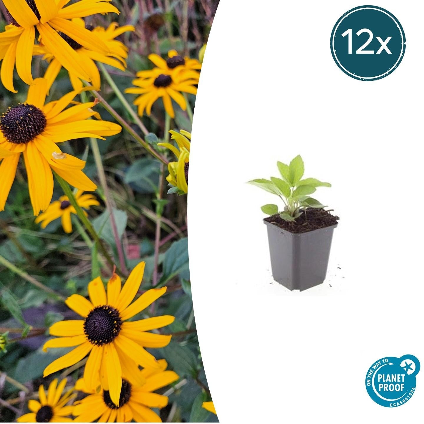 Leuchtender Sonnenhut Rudbeckia fulgida 'Goldsturm' – ↕10-25cm – Ø9cm – Gelbe Blüten – Bienenfreundlich – Pflegeleichte Staude – Plant