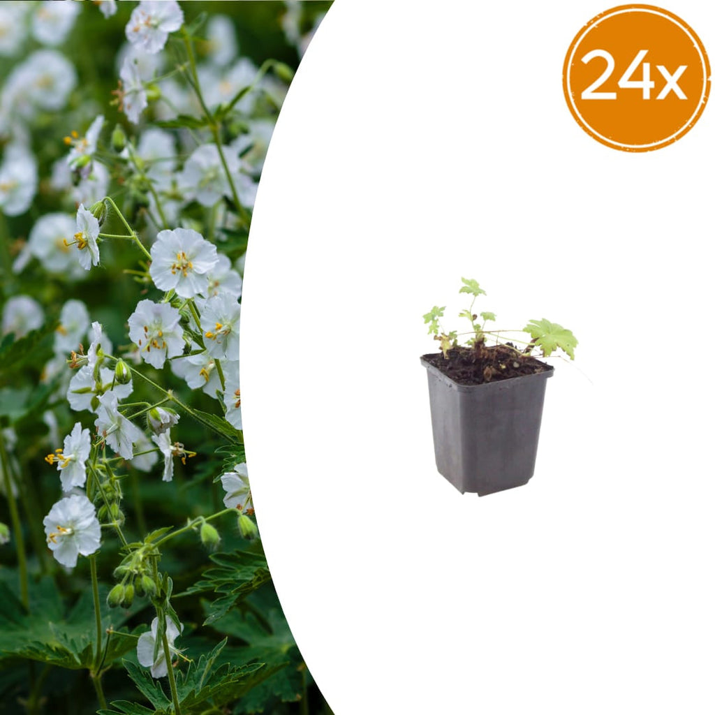 Geranium macrorrhizum White Ness – Ø9cm – Höhe 10-25cm – Weiß blühender Bodendecker Storchschnabel