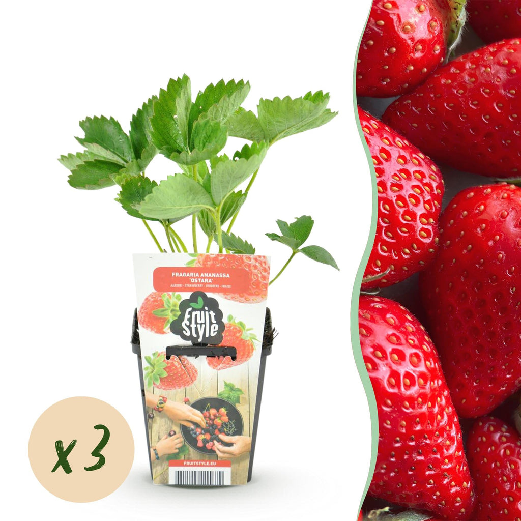 Erdbeere Fragaria Elvira winterhart Höhe 30cm Ø9cm – Rote Erdbeere für Beet Balkon & Topf – Pflegeleichte Obstpflanze mit hohem Ertrag