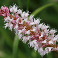 Persicaria affinis Superba – Ø9cm – Höhe 10-25cm – Winterharte Staude – Dunkelrote Blütenähren – Bienenfreundlich für Beet & Präriegarten
