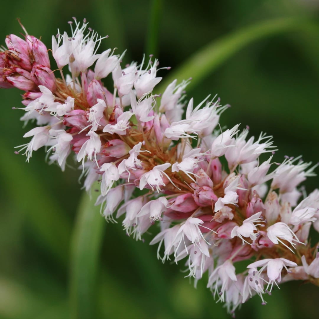 Persicaria affinis Superba – Ø9cm – Höhe 10-25cm – Winterharte Staude – Dunkelrote Blütenähren – Bienenfreundlich für Beet & Präriegarten