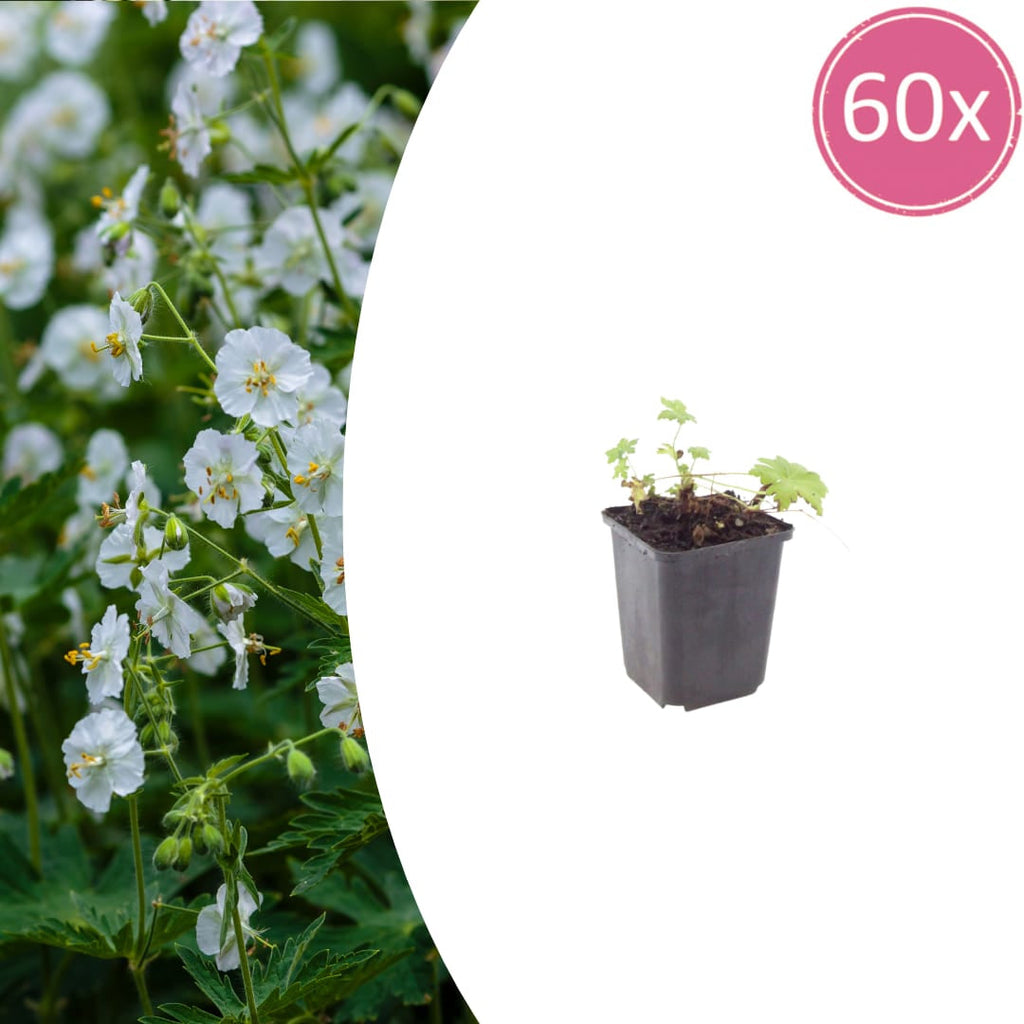 Geranium macrorrhizum White Ness – Ø9cm – Höhe 10-25cm – Weiß blühender Bodendecker Storchschnabel