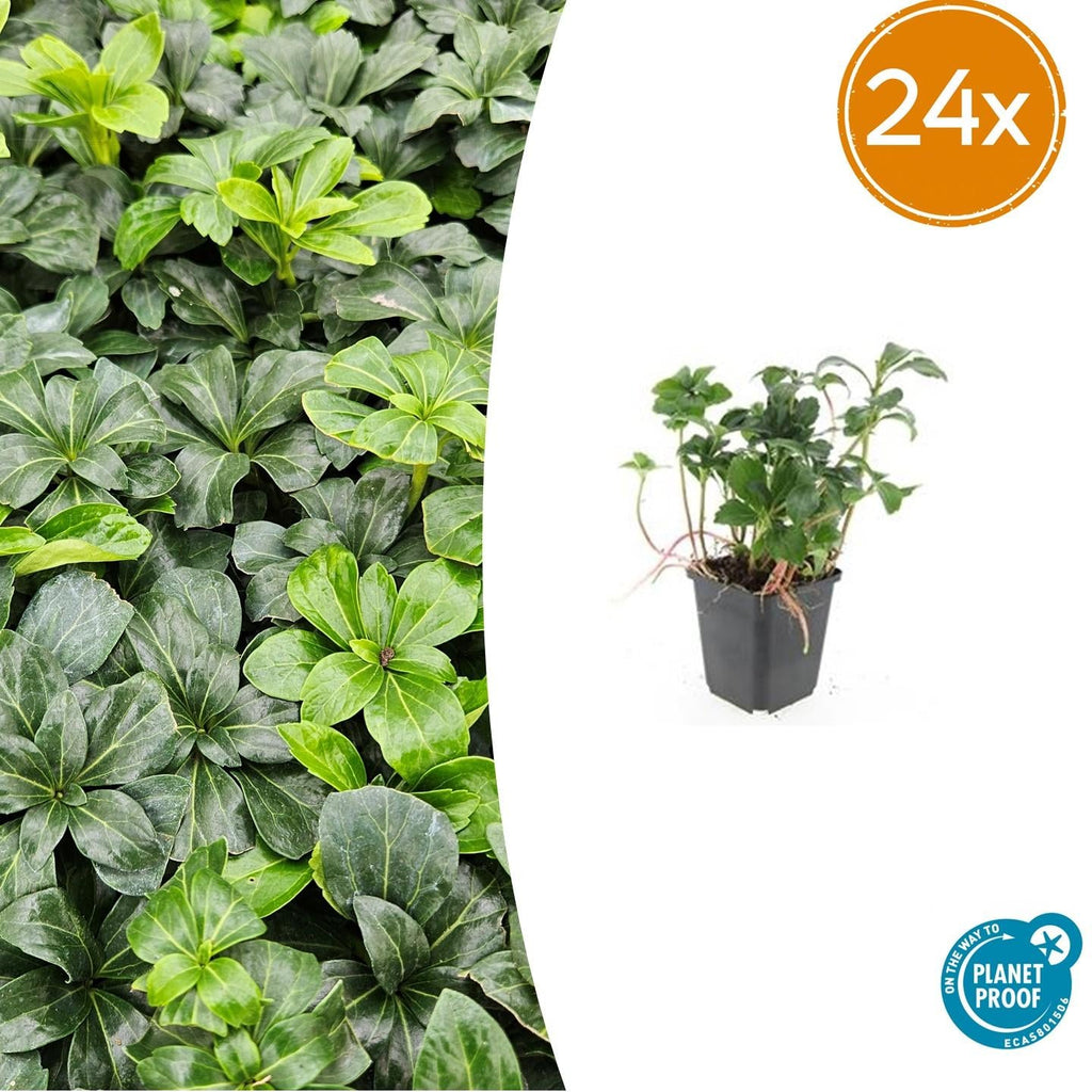 Schattengrün Pachysandra terminalis 'Green Sheen' – ↕10-25cm – Ø9cm – Pflegeleicht & Winterhart – Plant