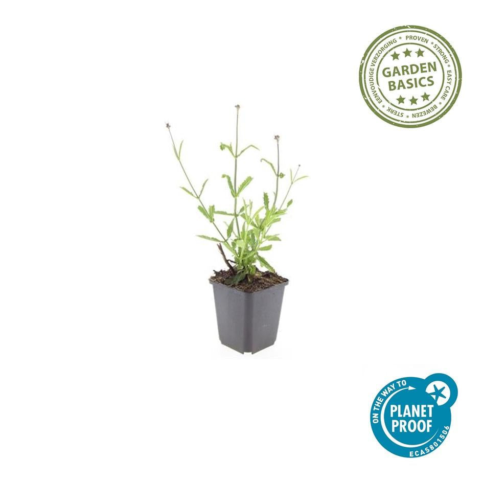 Hohes Eisenkraut Verbena bonariensis 'Lollipop' – ↕10-25cm – Ø9cm – Lilafarbene Blüten – Langblühend – Pflegeleicht – Plant