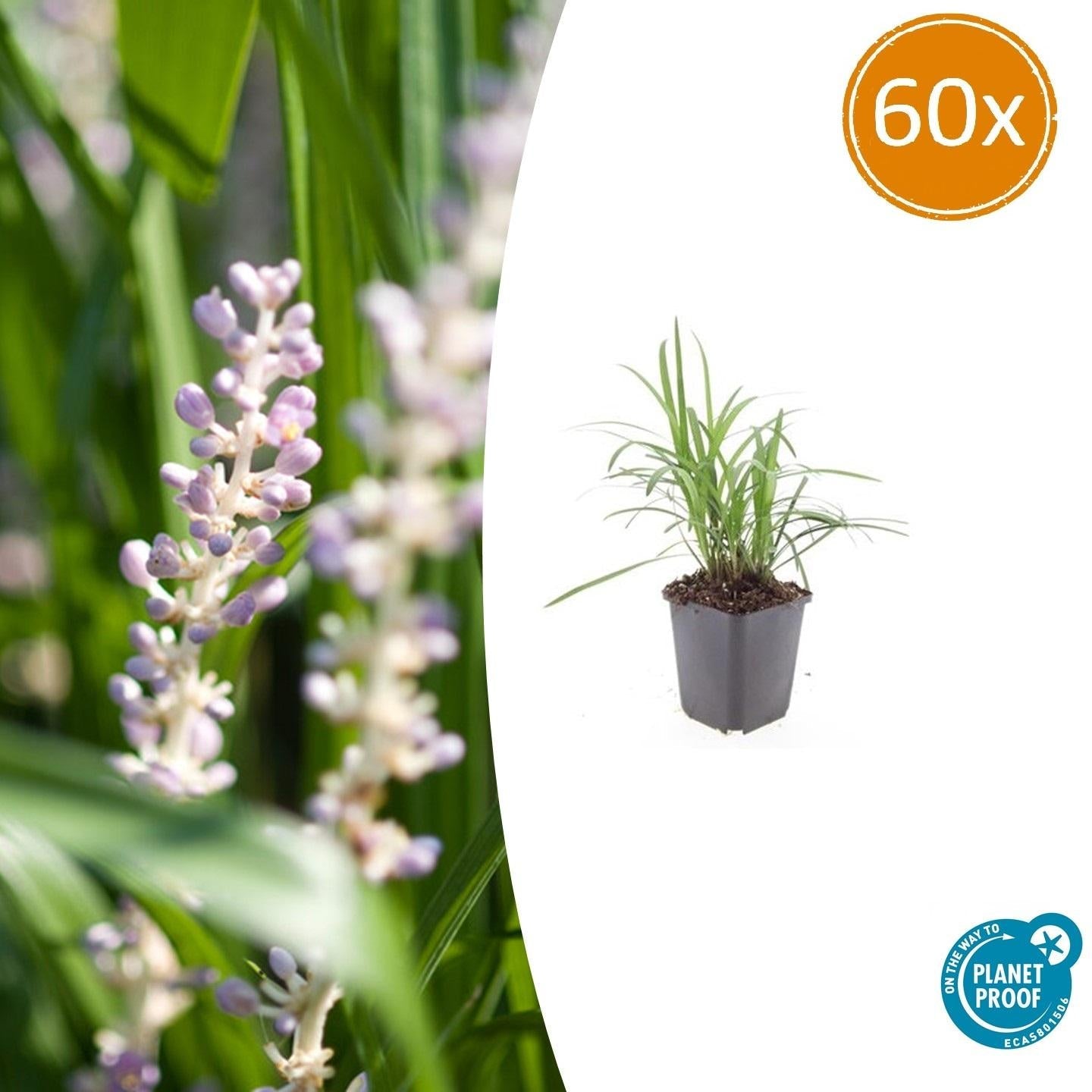 Glöckchentraube Liriope muscari 'Monroe White' – ↕10-25cm – Ø9cm – Immergrün & winterhart – Bodendecker & Beetpflanze – Plant