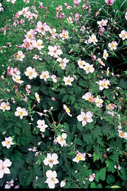 Filzige Herbst – Anemone – Anemone tom. 'Robustissima' – ↕10-25cm – Ø9cm – Bienenfreundliche, purpurblaue Staude für Beete & Rabatten – Plant