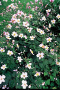 Filzige Herbst – Anemone – Anemone tom. 'Robustissima' – ↕10-25cm – Ø9cm – Bienenfreundliche, purpurblaue Staude für Beete & Rabatten – Plant