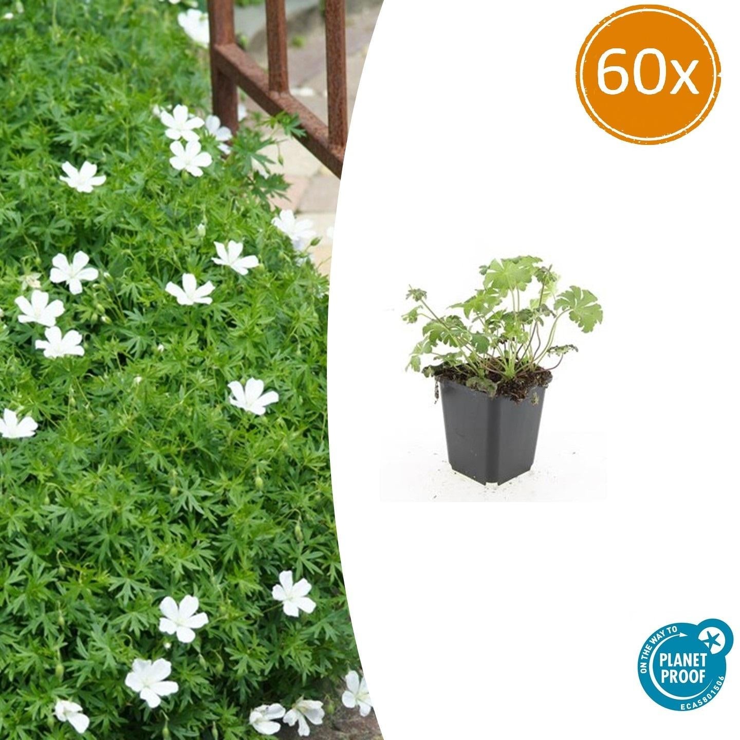 Schnee-Storchschnabel Geranium sanguineum 'Album' – ↕10-25cm – Ø9cm – Winterharte Staude & Bodendecker – Weiße Blüten – Plant