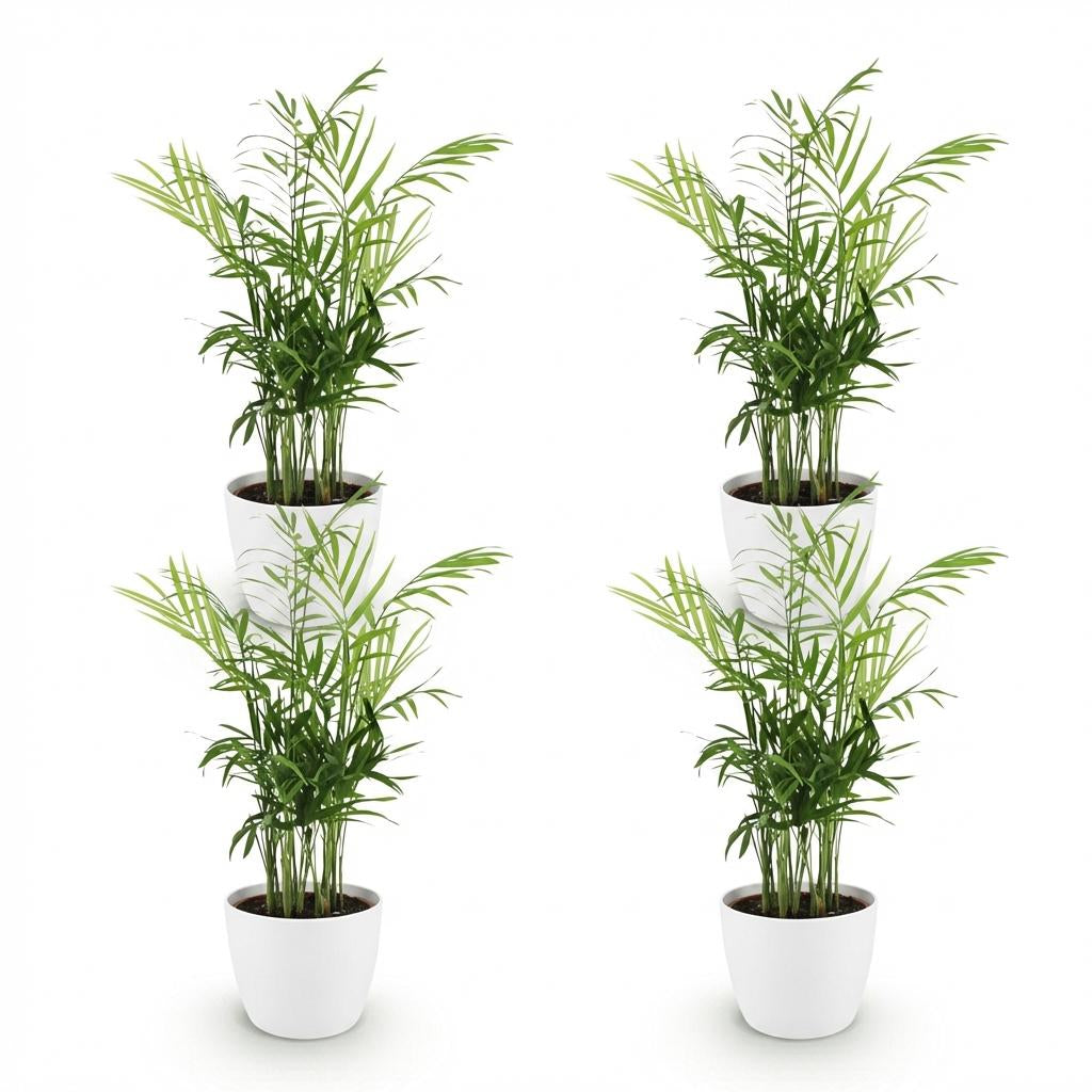 Chamaedorea elegans Pflanzen Mit Weißem Topf Ø12cm Höhe ca.15cm Goldpalme Haustierfreundlich Luftreinigend Pflegeleicht Für Zimmer Büro &
