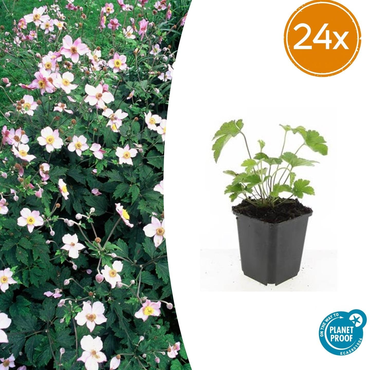 Filzige Herbst – Anemone – Anemone tom. 'Robustissima' – ↕10-25cm – Ø9cm – Bienenfreundliche, purpurblaue Staude für Beete & Rabatten – Plant