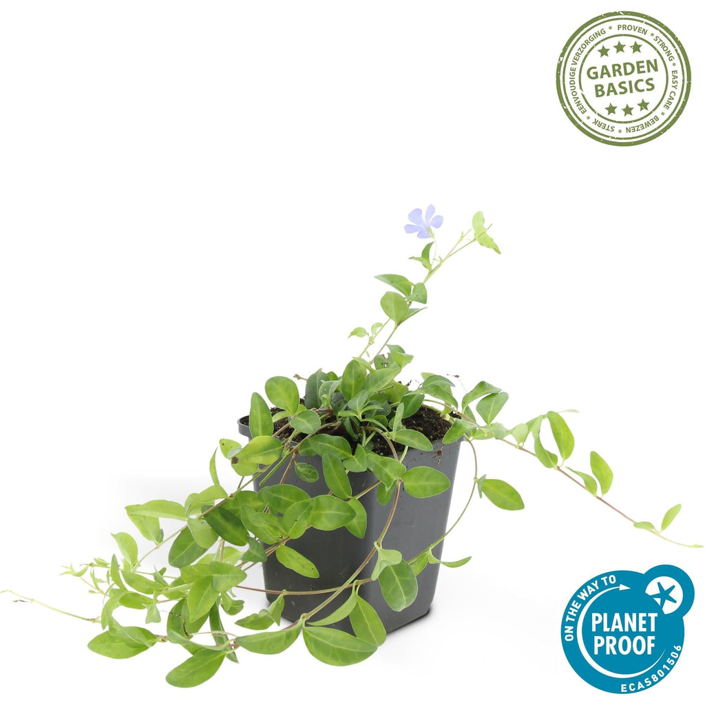 Kleines Garten Immergrün Vinca minor 'La Grave' – ↕10-25cm – Ø9cm – Plant