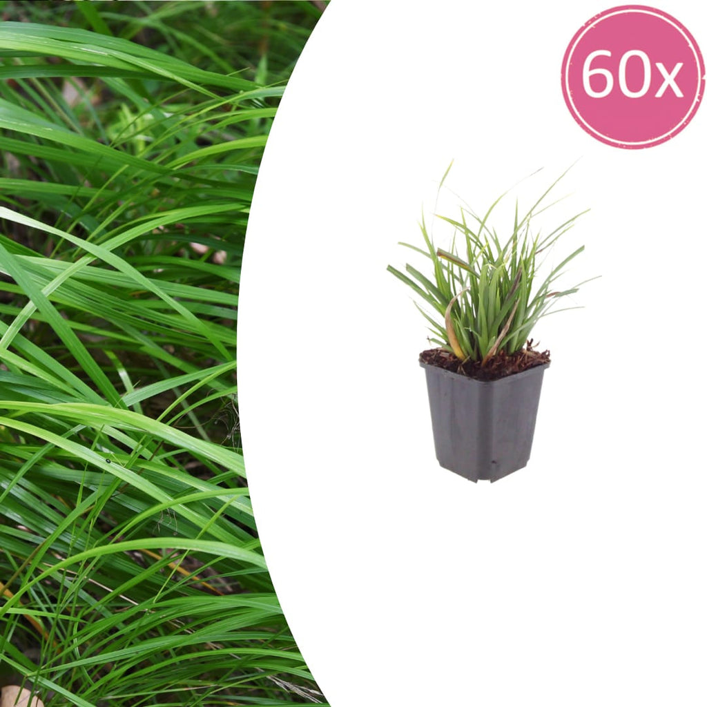 Japan – Segge Carex morrowii – Immergrünes Ziergras – 10-25cm – Ø9cm – Schattengeeignet für Beet & Bodendecker