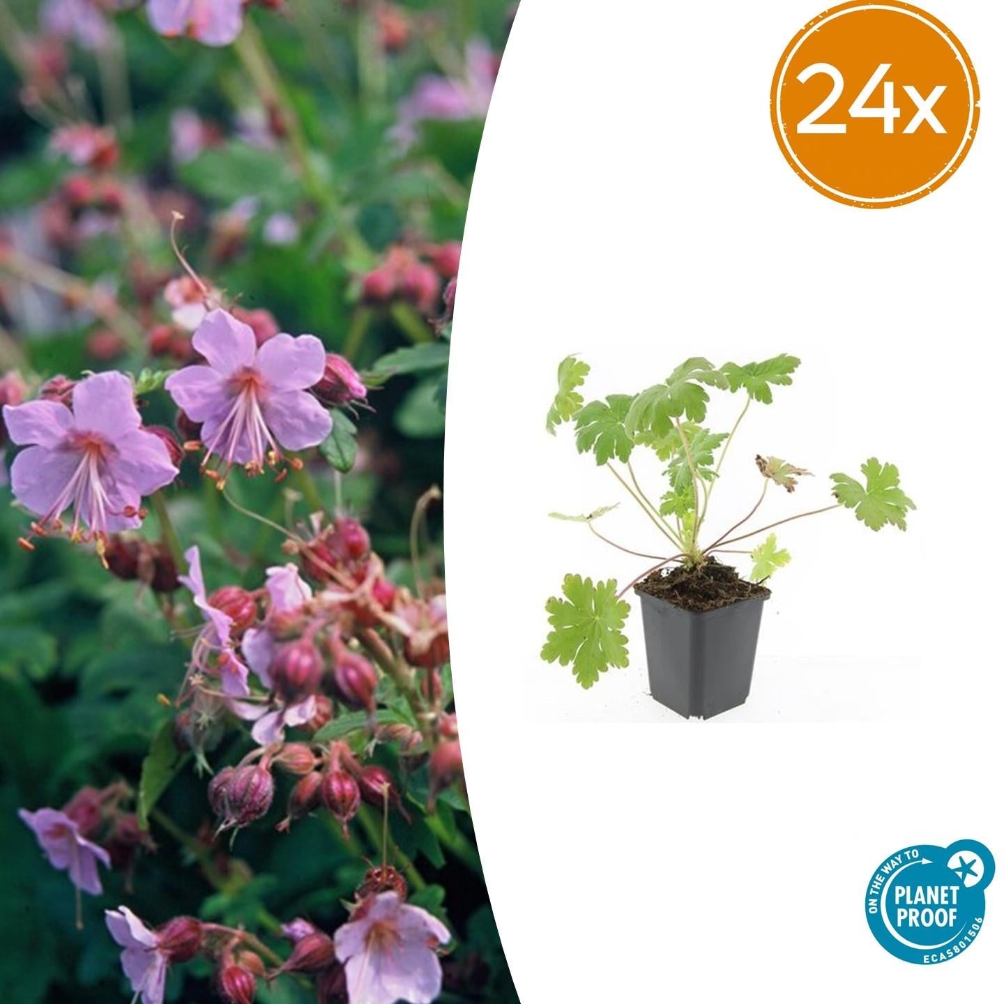 Balkan – Storchschnabel Geranium macr. 'Ingwersen's Var.' – ↕10-25cm – Ø9cm – mit zartrosafarbenen Blüten – Plant
