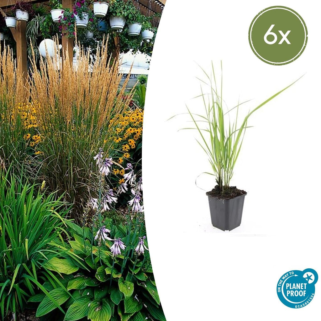 Sandrohr – Calamagrostis acutiflora 'Karl Foerster' – ↕10-25cm – Ø9cm – winterhartes Ziergras, aufrecht wachsend – Plant