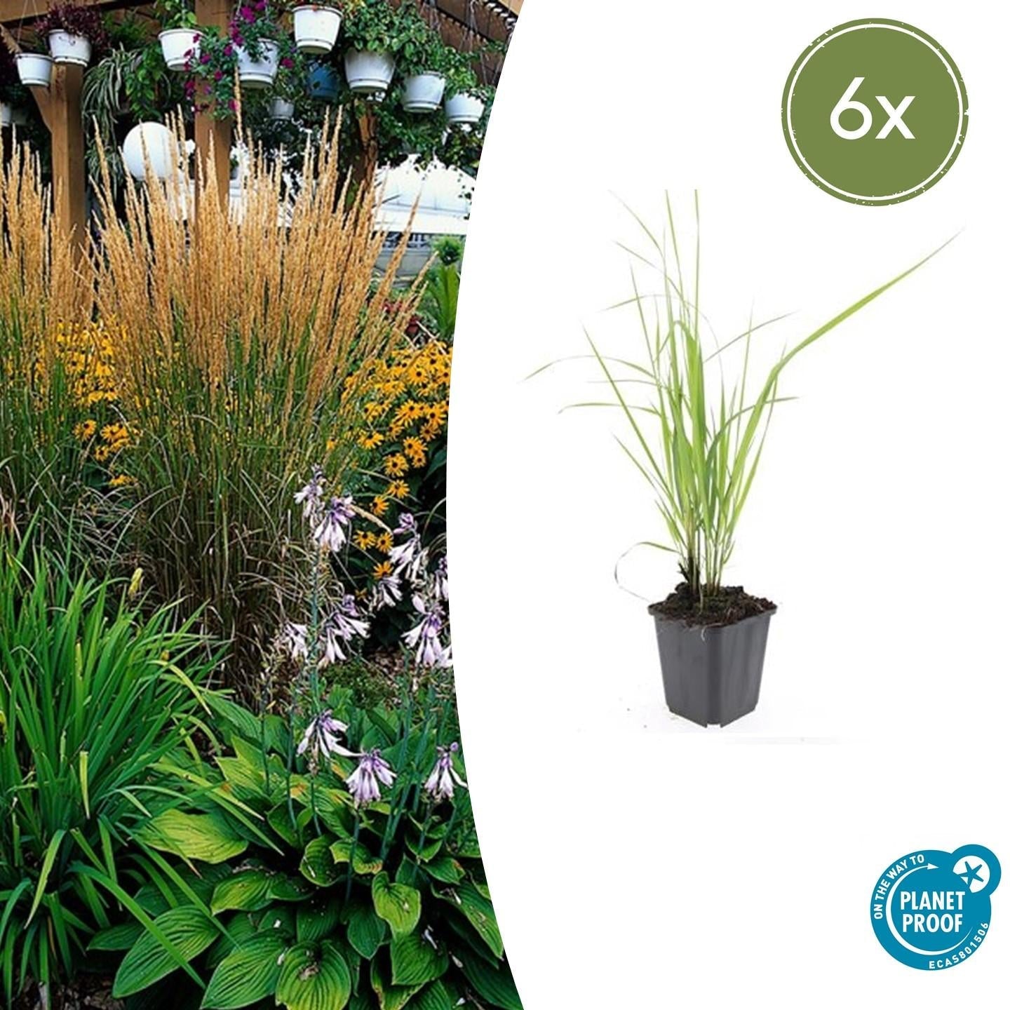 Sandrohr – Calamagrostis acutiflora 'Karl Foerster' – ↕10-25cm – Ø9cm – winterhartes Ziergras, aufrecht wachsend – Plant