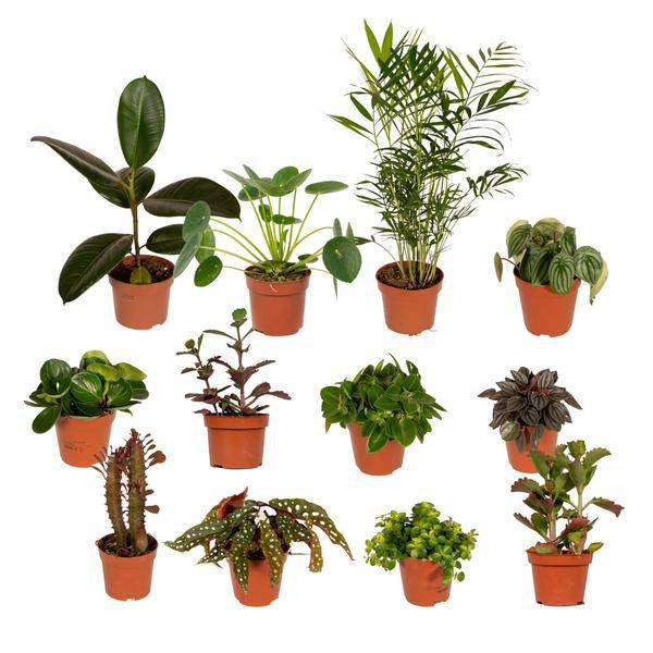 Außenseiterbox Set für Urban Jungle, Fensterbank, Wohnzimmer & Büro – Plant